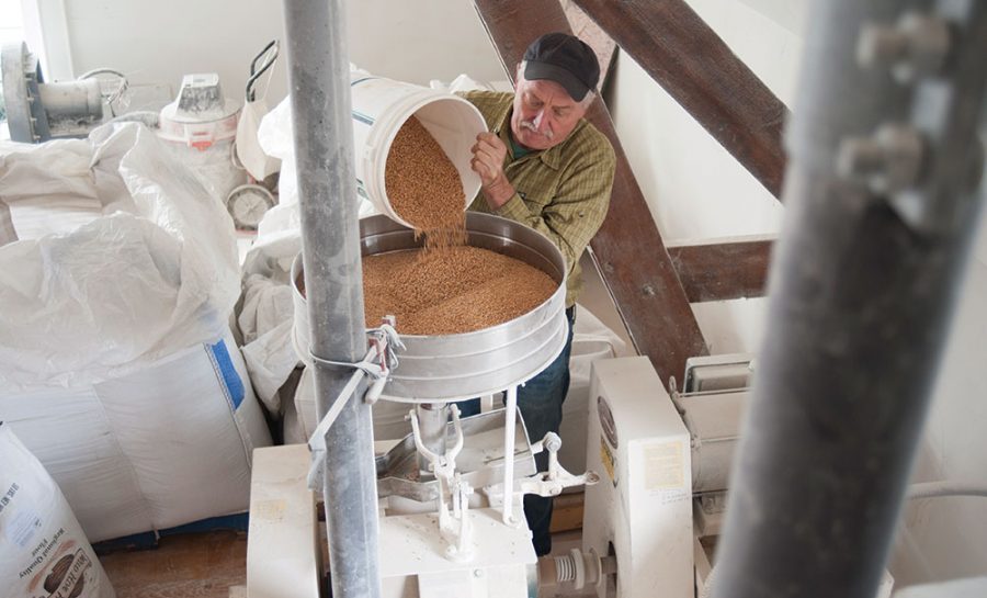 A miller pouring rye grain into a stone mill in New York