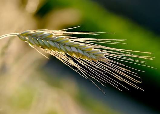 Ears of rye in the field
