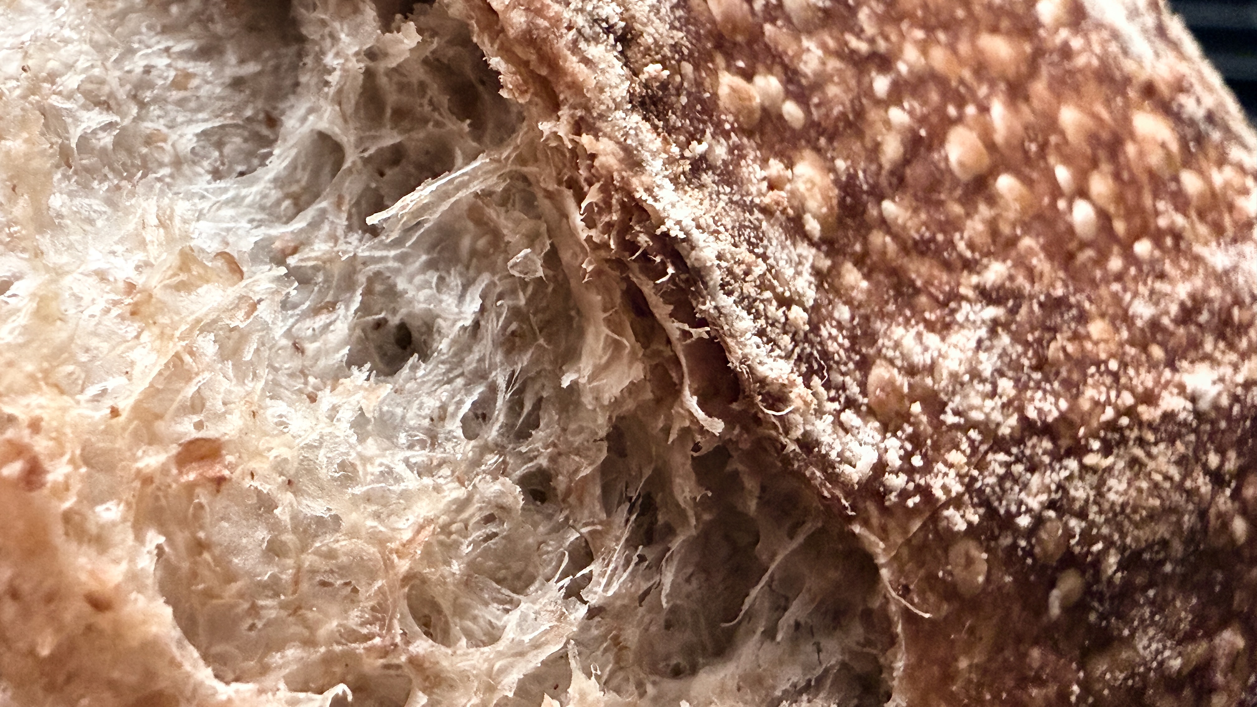 A whole wheat sourdough loaf