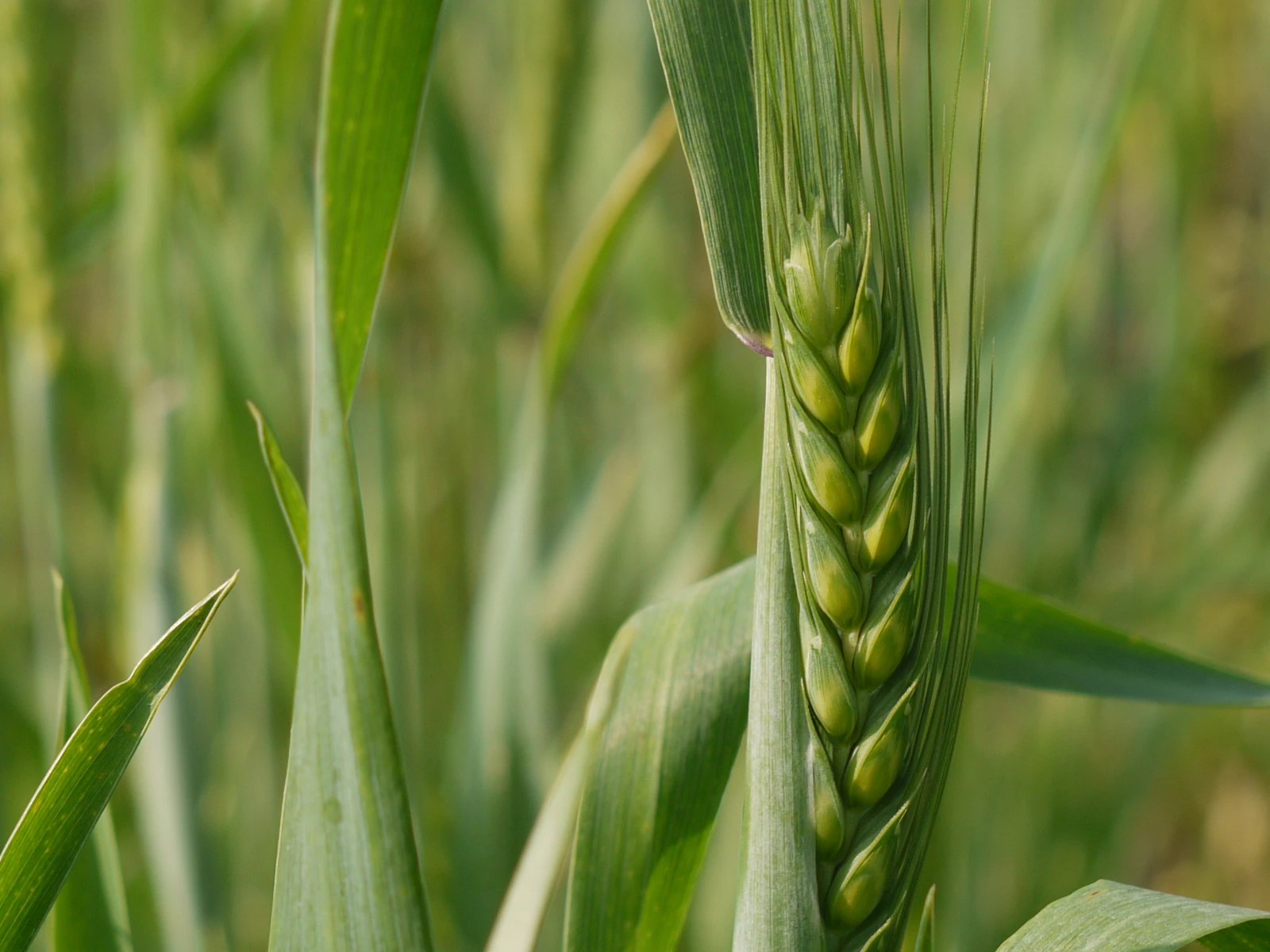 A fresh green ear of wheat in the field