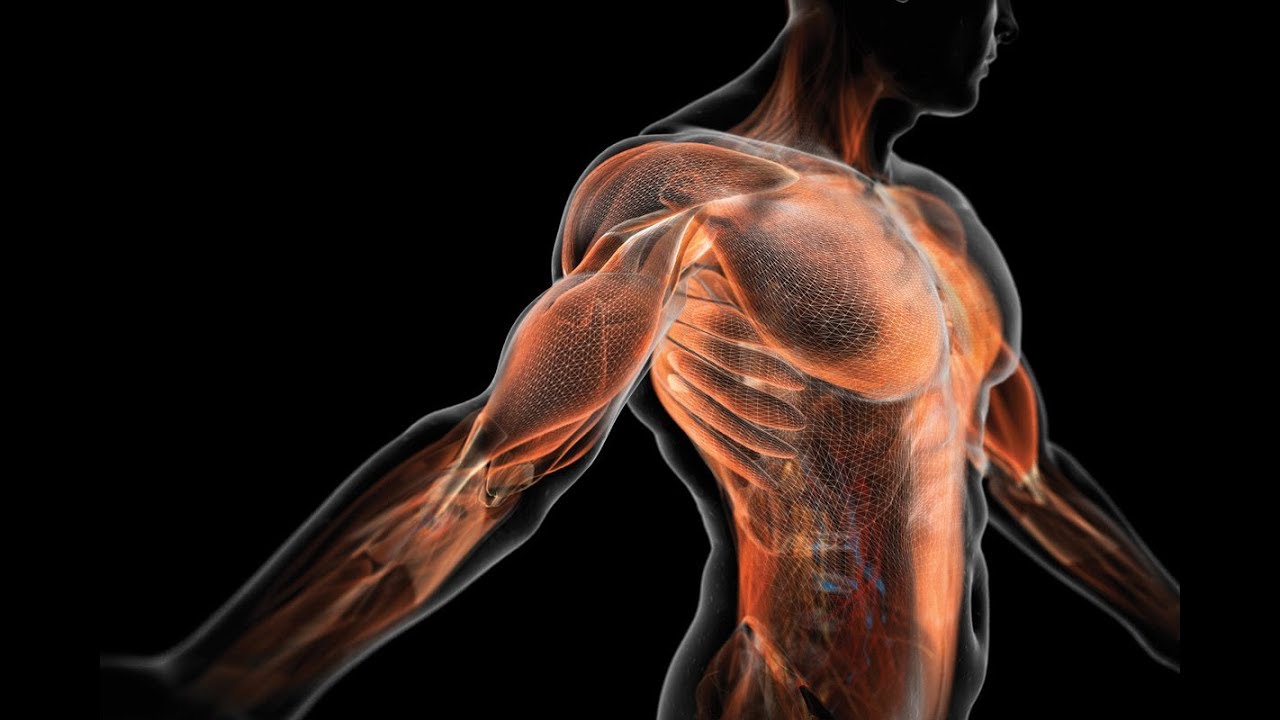 The body's muscular system, energised