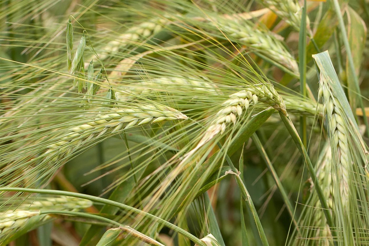 Green barley heads standing in the field before harvest